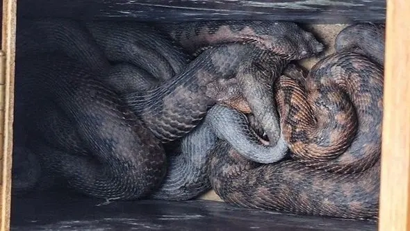 Grgić: Ugriz poskoka potencijalno smrtonosan, osigurane dovoljne količine protuotrova